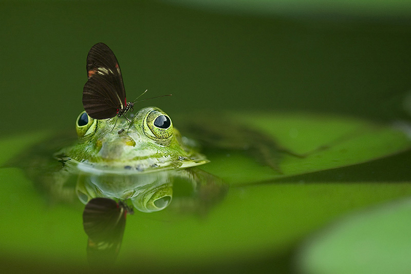 カエルが水面に顔を出す写真