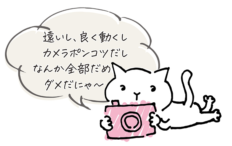 上手に撮影ができず自分にあきれる猫のキャラクター